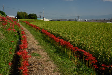 畔に沿って咲く彼岸花