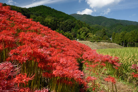 上とあまり変わり映えしない構図