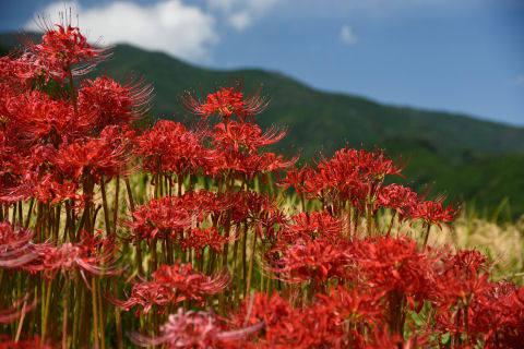 ランドスケープ