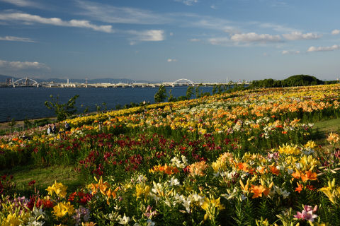 なぜか全面ではなくところどころにすきまを作って咲いている