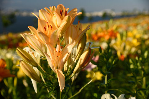 橋をボカして撮影