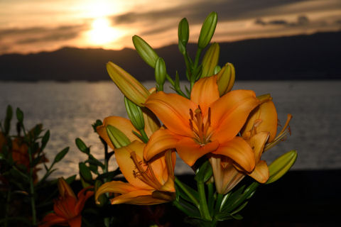 知ってる人が見ればわかるのだろう