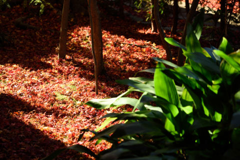 緑とのコントラストがグー