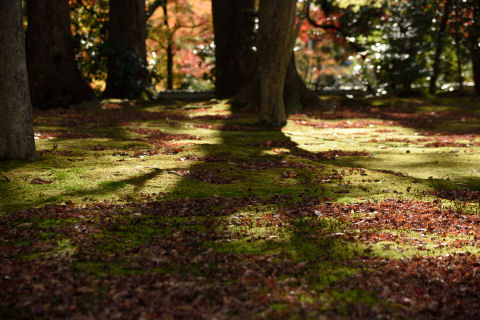 コケに落ちた落葉
