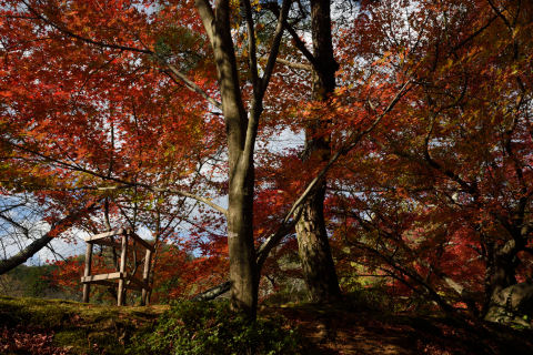とりあえず紅葉