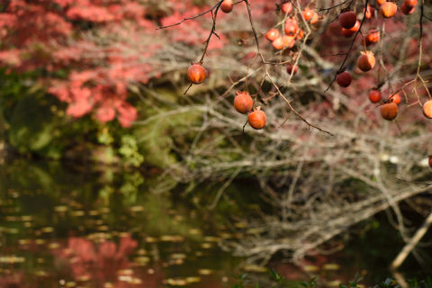 柿って意外にいいね