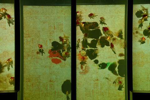 写真はOK，動画撮影はNG