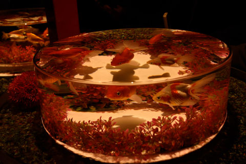 出目金やランチュウもいた．