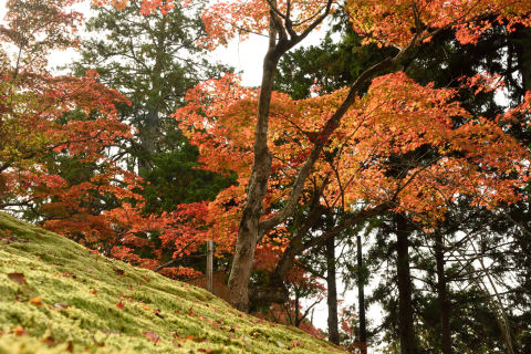 前来た時もこんなの撮った気がする