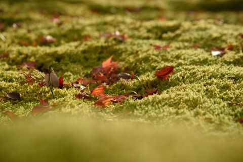 落ち葉とコケ