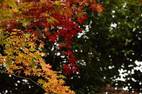 紅葉はきれいだが暗い
