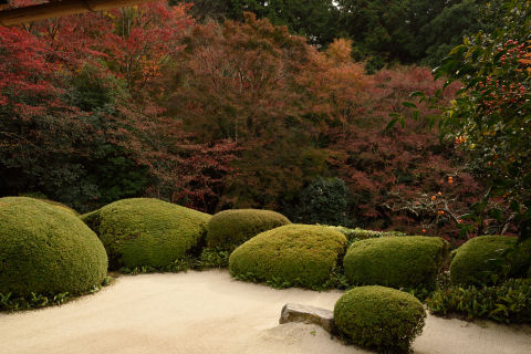 あの紅葉が真っ赤ならきれいだが