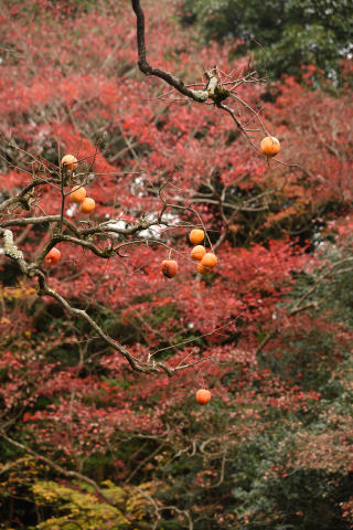 紅葉を背景に柿