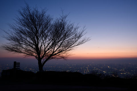 樹がまたいい感じ