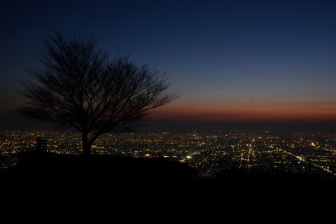 樹が見えづらくなってきた