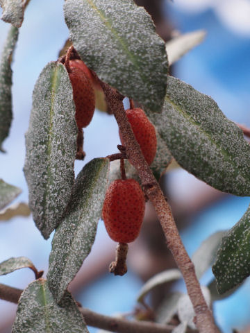 バックの青は空ではなく隣の家の屋根