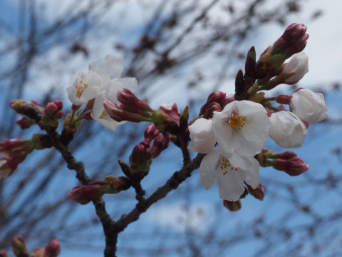 写真で切り取られると咲いているように見える