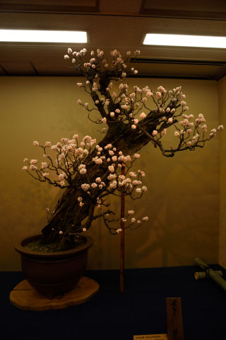 盆じゃない大きさ