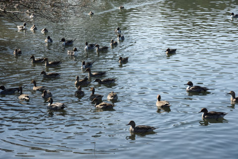 これだけ集まっているのはめずらしいカモ