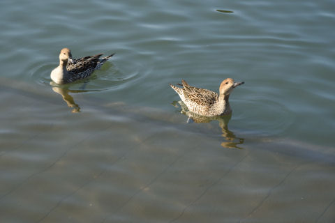 餌に寄ってくる