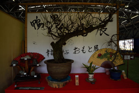 あまり咲いてないような