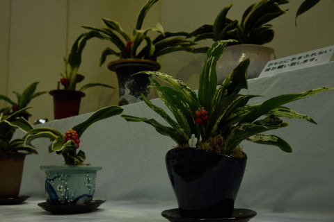 うちのも実がならないかな