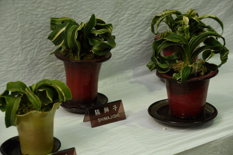 ちぢれた薄葉がいい