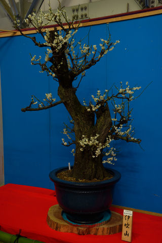 伊吹山という盆栽