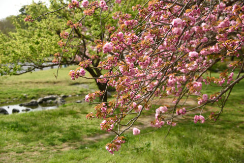 小川をぼかして