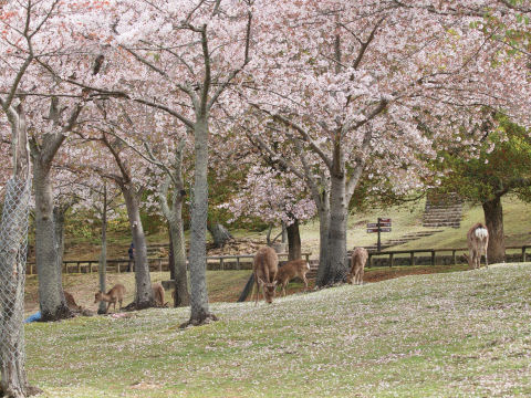 花びらを食べているのか