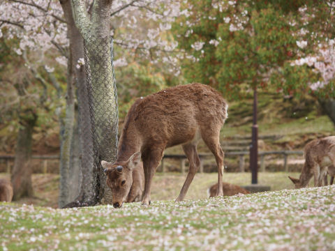 鹿はほとんど地面の何かを食べている