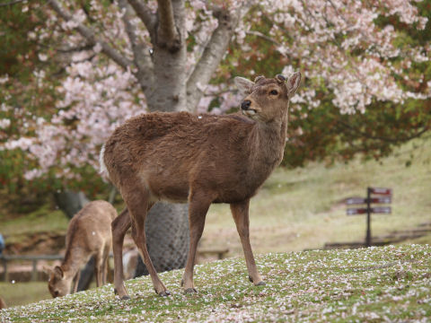 玉に警戒して首を上げる