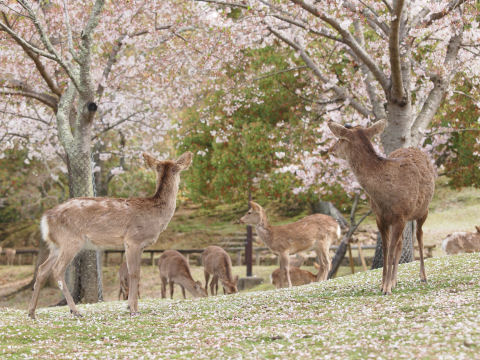 一斉に何かを見る