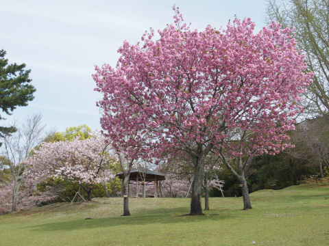 桜はまばらだけど