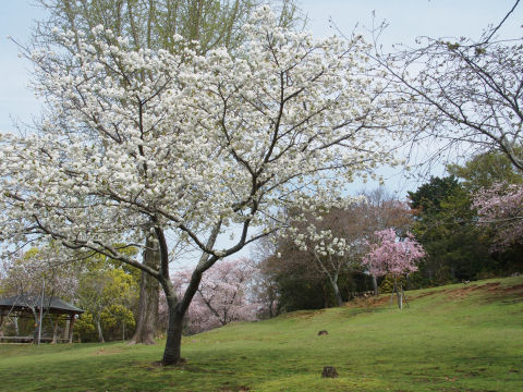 まあこんな感じです
