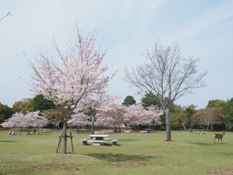 桜の名所というか普通の公園