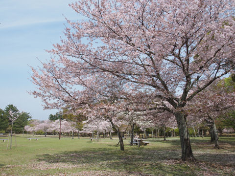 桜の密度は低いが数はそれなり