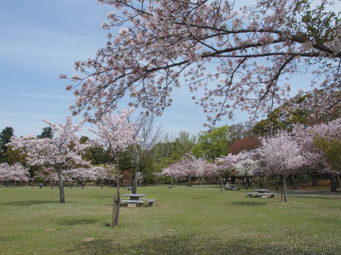 広くてベンチは多いのでのんびりり過ごすには良い