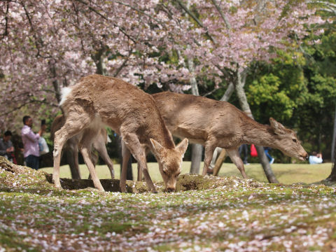 モグモグウロウロ