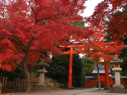 緑が残りつつ紅葉したやつはどす黒い赤になる