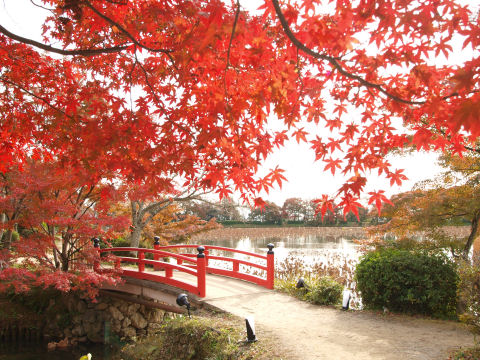 池と橋と紅葉