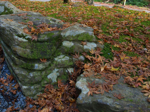 紅い落葉も見られましたが