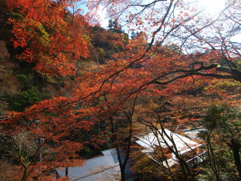 日当たりが良ければもうちょっと良い写真だったかも