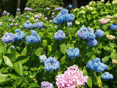 オーソドックスな青が多い場所