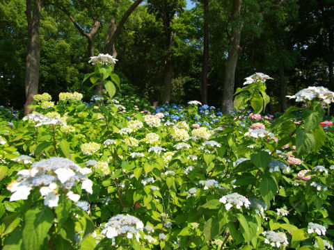 遠くまで紫陽花がある
