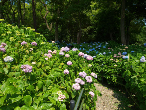 左は紫，右は青