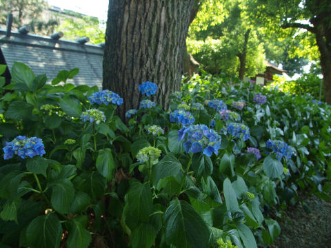 日陰の方が紫陽花らしい？