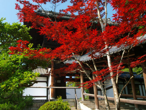 やはり色鮮やか