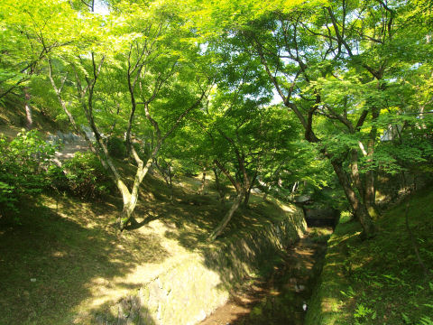 橋の下を流れている小川
