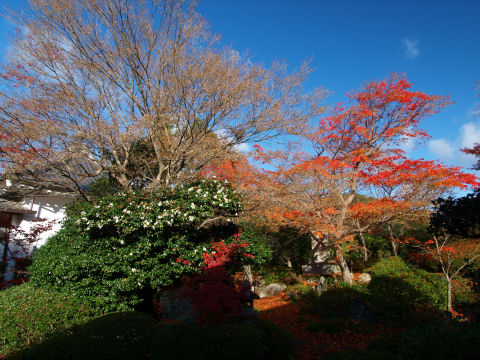種がびっしりついてるのはちょっと面白い